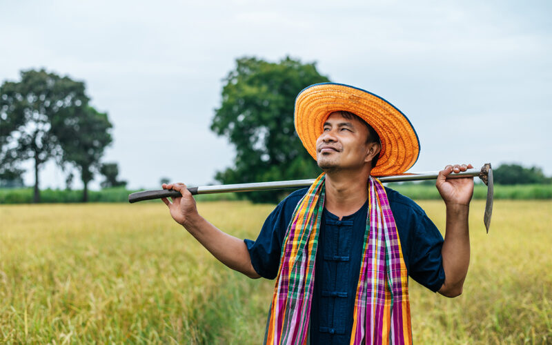 Bumper Production Reduced Import Duty May Hurt Lentil Farmers