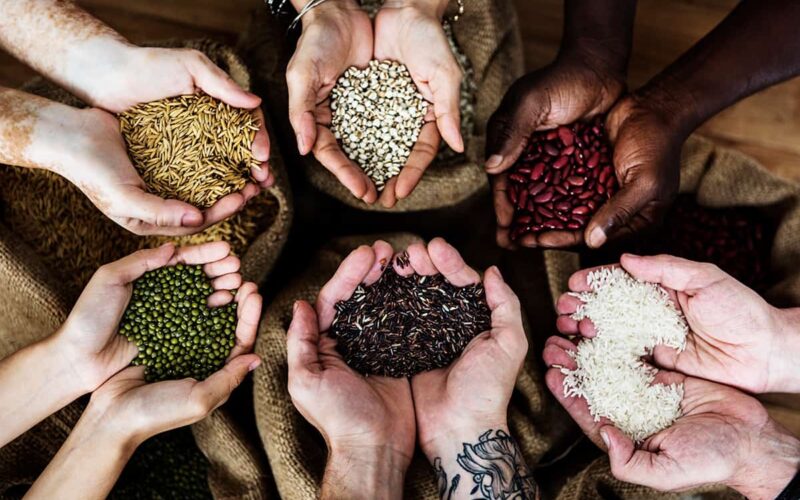 Acute Urea Shortage, Black Marketing Upset Farmers During Rabi Season