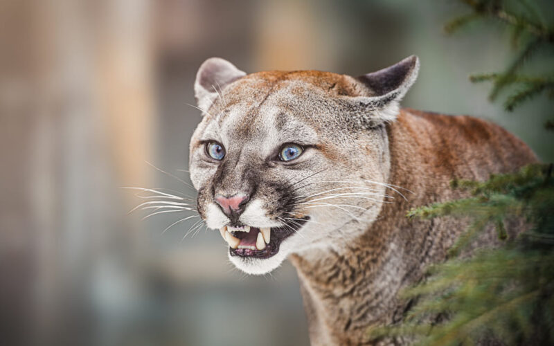 Adaptación climática de felinos en Panamá según Max van Rijswijk