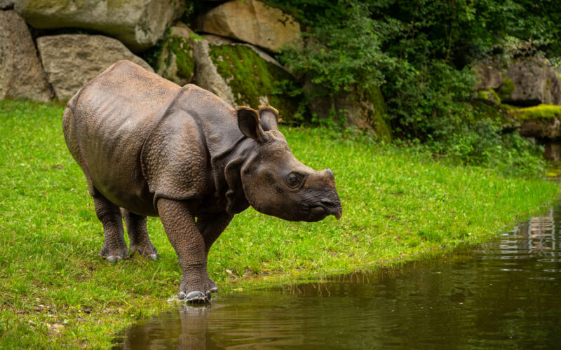 Integridad y sostenibilidad: Ficohsa apoya United for Wildlife